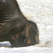 baby elephant